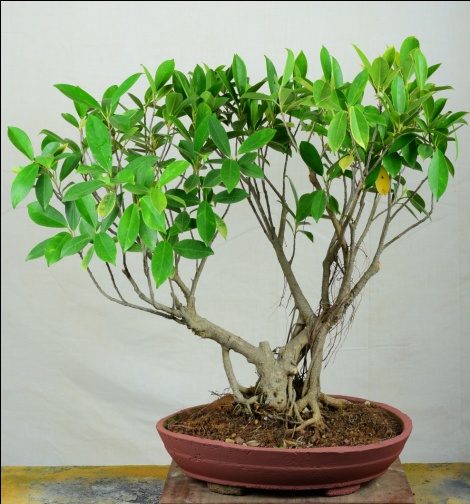 Chinese Banyan